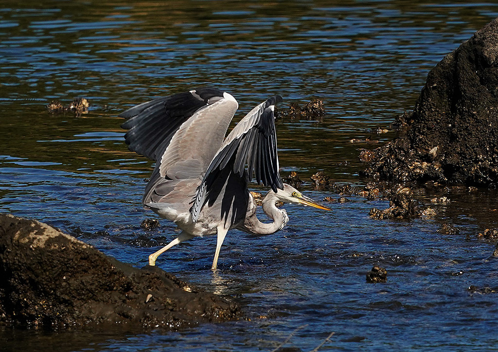 魚獲り_d0313867_06404336.jpg