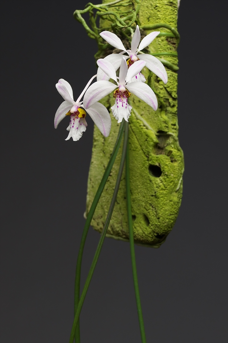 Holcoglossum wangii : 花咲かじいちゃん洋らん栽培 Holcoglossum wangii : 花咲かじいちゃん洋らん栽培