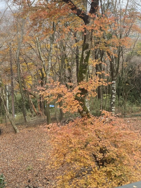 2021年11月23日　山の暮らし_b0098584_20495659.jpeg