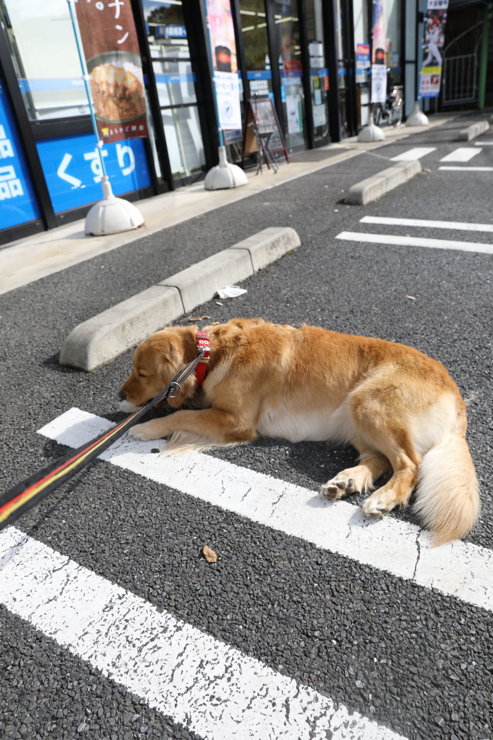 勤労感謝の日_b0275998_19355796.jpg