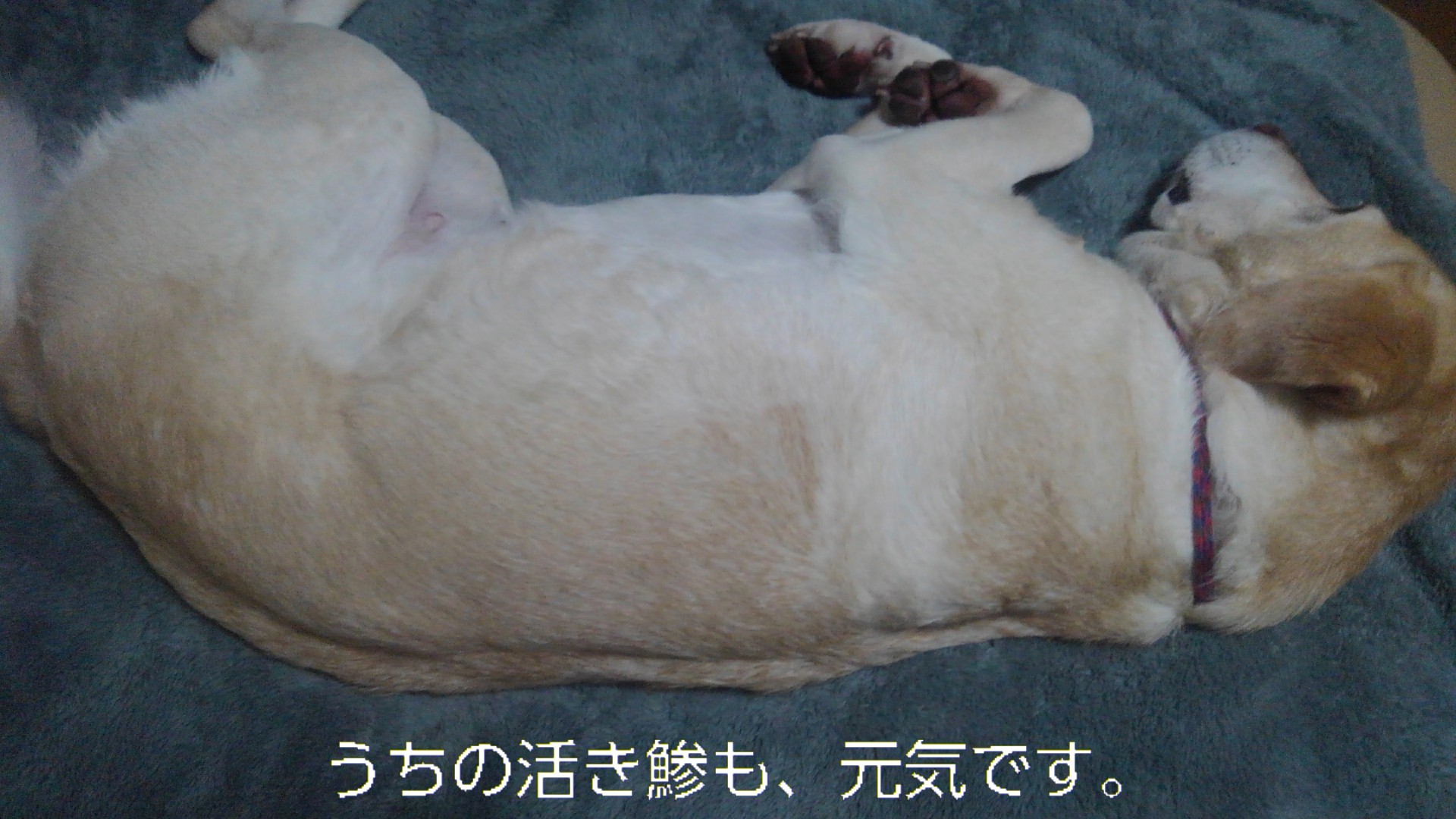 魚、酒、犬_b0339522_13154740.jpg
