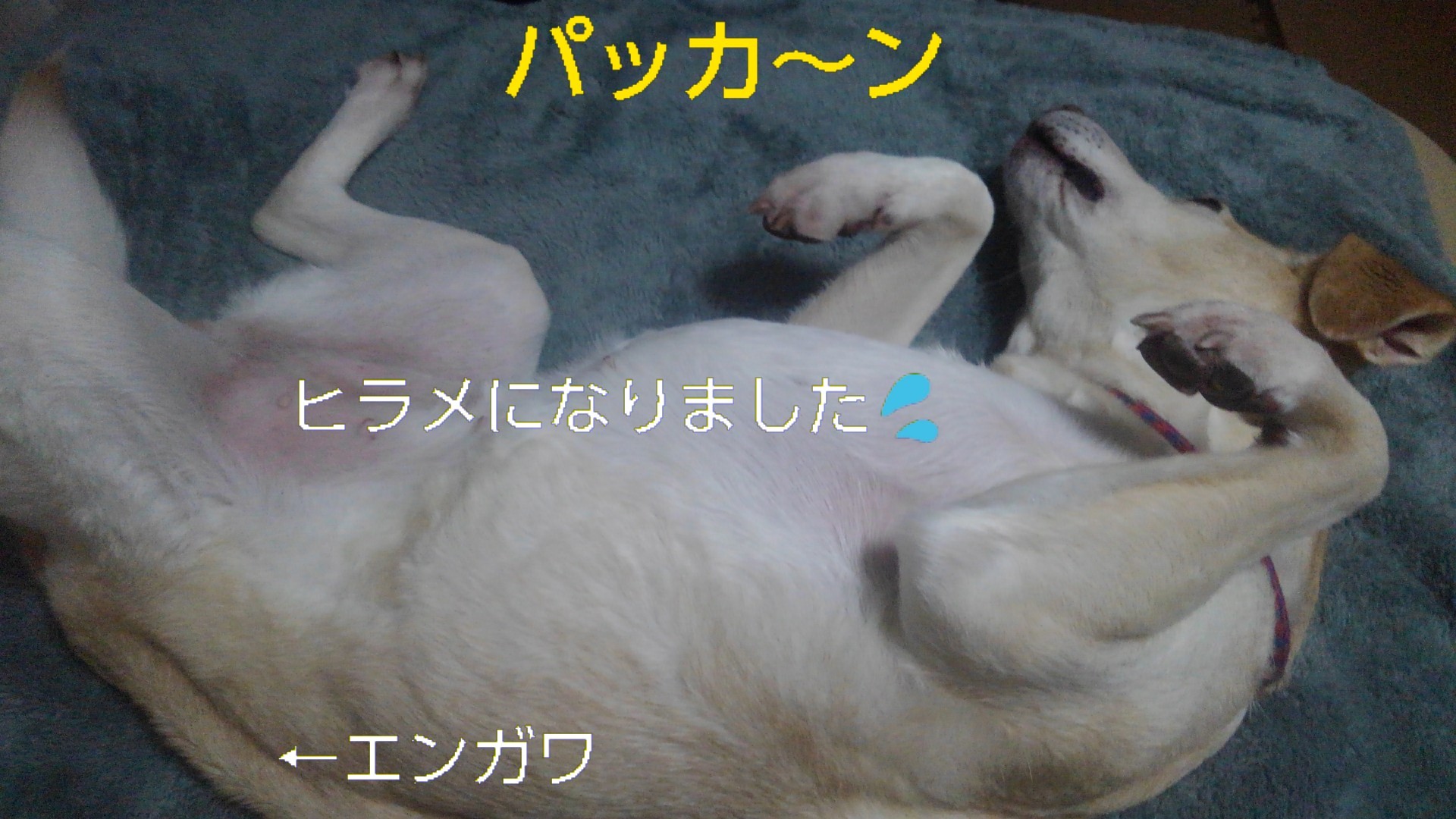 魚、酒、犬_b0339522_13155599.jpg