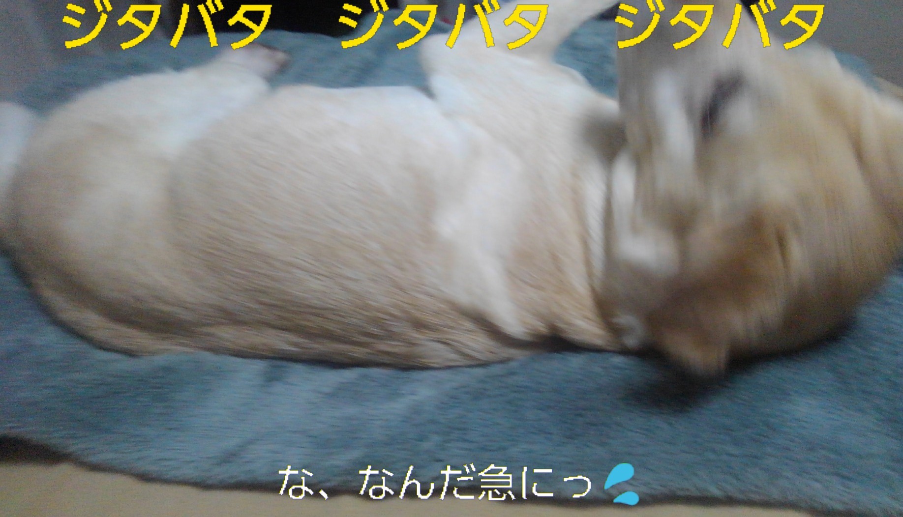 魚、酒、犬_b0339522_13170864.jpg