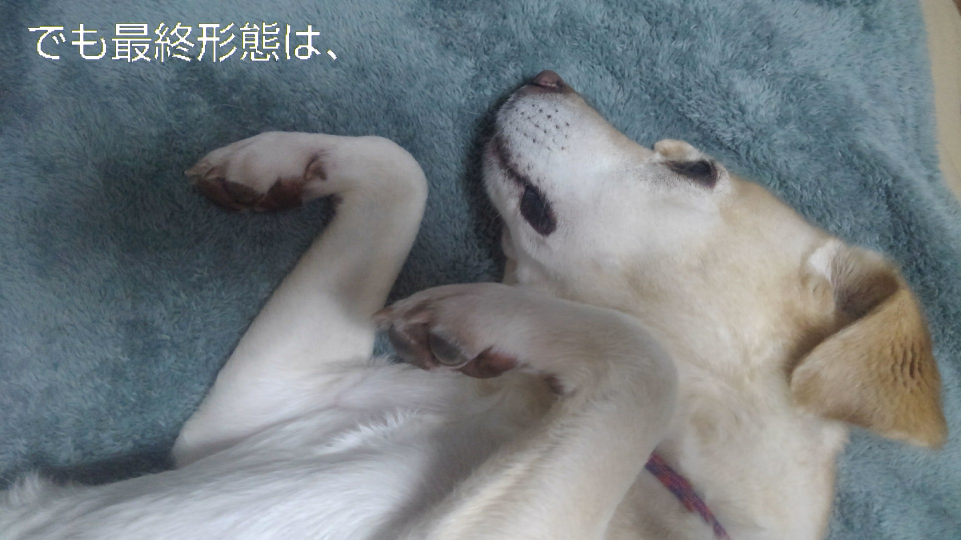魚、酒、犬_b0339522_13173392.jpg