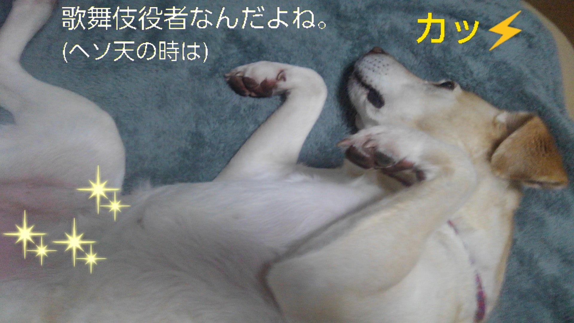 魚、酒、犬_b0339522_13174312.jpg