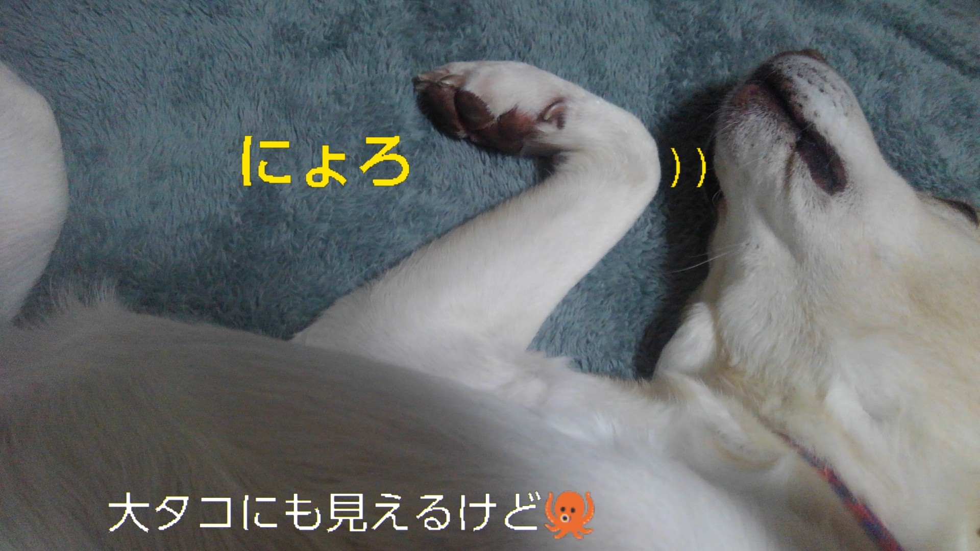 魚、酒、犬_b0339522_13175228.jpg