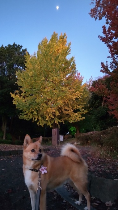 紅葉の柿の葉寿司_f0095265_11200588.jpg