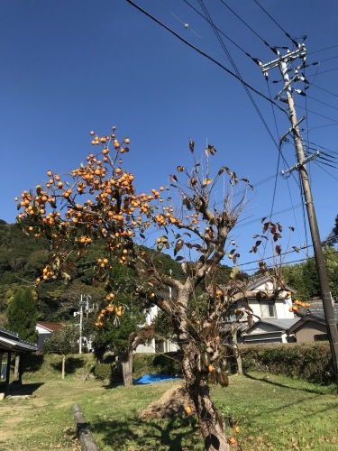 寒波到来、干し柿作り開始_f0054677_08420431.jpg