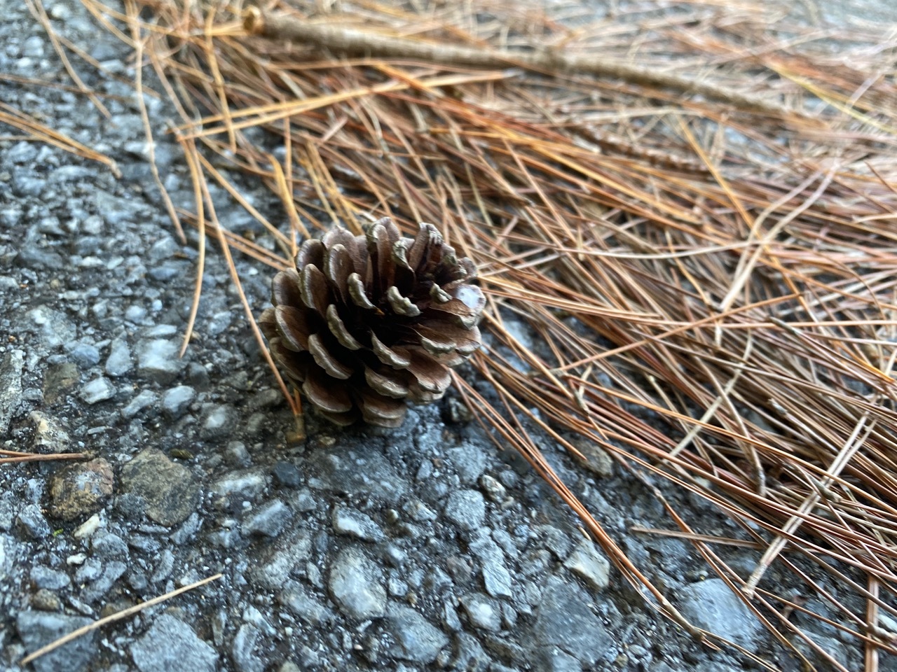 青空ようちえん〔週末〕メダカの池あそび(11/23)アミを持ってメダカやエビを探そう!親子で生き物探しや水遊びをのんびり楽しみました!_d0363878_20443801.jpeg