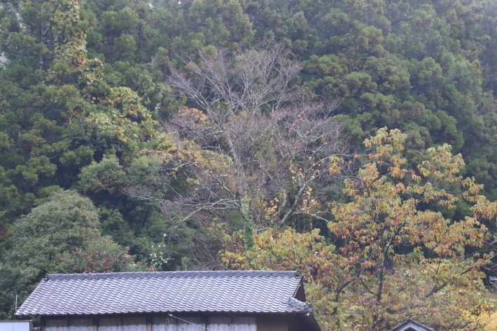 黄色くなりました_c0358784_20025849.jpg