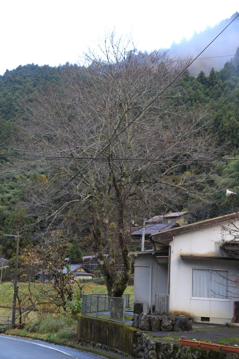 黄色くなりました_c0358784_20031413.jpg