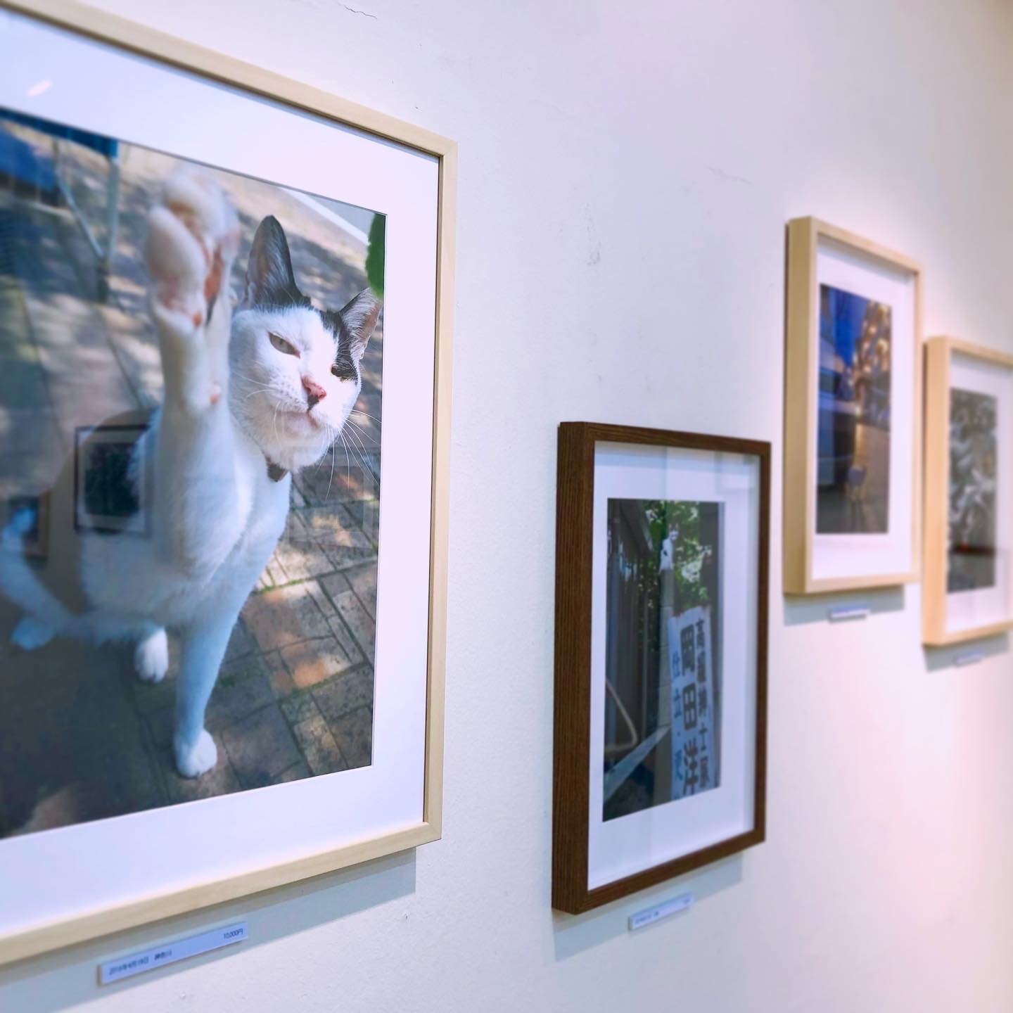 《ニャンダーワールド2021》スタート🐈✨_b0132389_13485989.jpeg