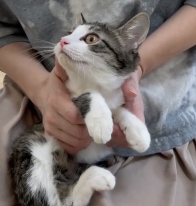 793　専用確認中です！　　子猫の写真とビーズ3個セット 793 専用確認中です！ 子猫の写真とビーズ3個セット