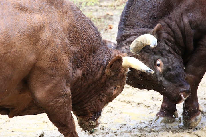 11/3 山古志闘牛 角栄号-新宅赤パンダ 前編_b0016600_00391469.jpeg