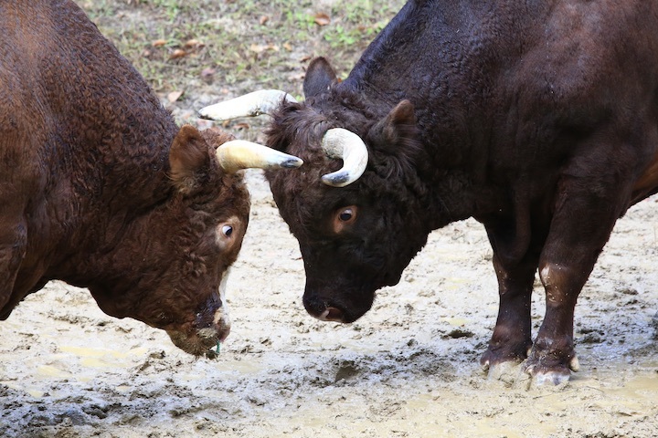11/3 山古志闘牛 角栄号-新宅赤パンダ 前編_b0016600_00400448.jpeg