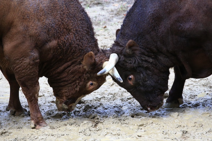 11/3 山古志闘牛 角栄号-新宅赤パンダ 前編_b0016600_00430096.jpeg