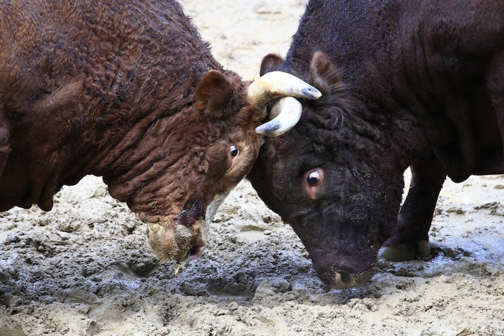 11/3 山古志闘牛 角栄号-新宅赤パンダ 前編_b0016600_00451997.jpeg