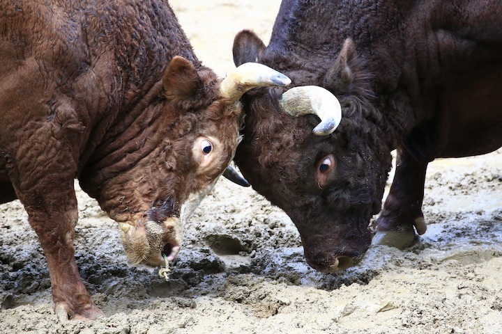 11/3 山古志闘牛 角栄号-新宅赤パンダ 前編_b0016600_00465742.jpeg
