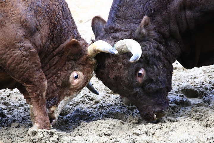 11/3 山古志闘牛 角栄号-新宅赤パンダ 後編_b0016600_21025442.jpeg