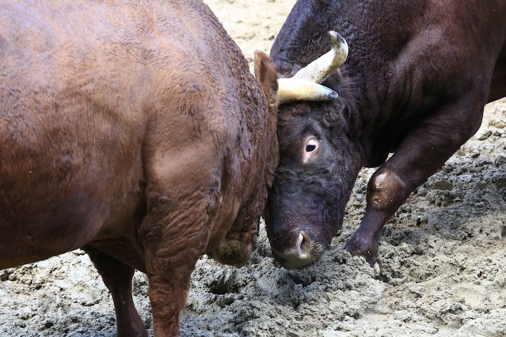 11/3 山古志闘牛 角栄号-新宅赤パンダ 後編_b0016600_21104439.jpeg