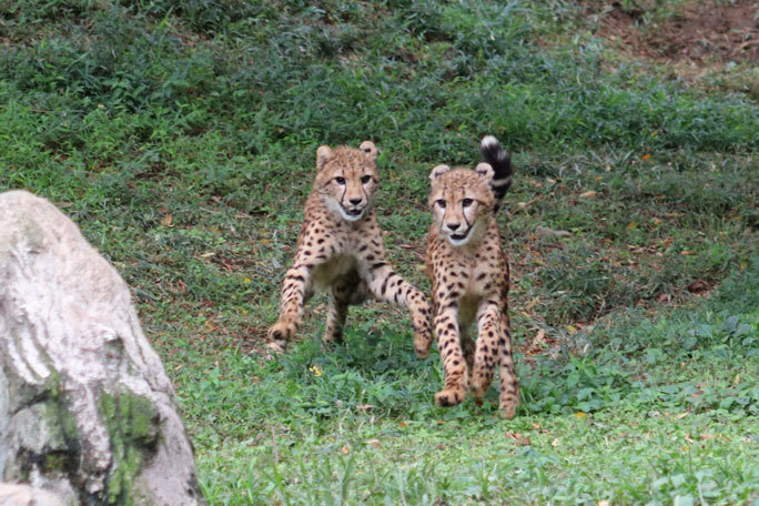 かけめぐるチーター三兄妹！「ザオウ＆ホタカ＆カグラ」（多摩