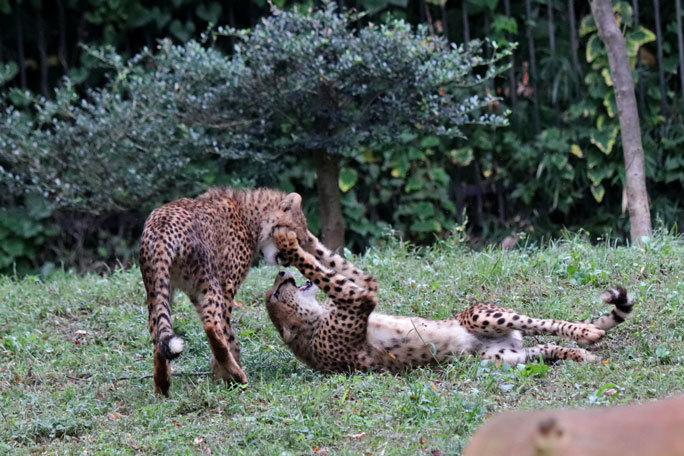 のいち動物公園開園30周年｜高知県立のいち動物公園