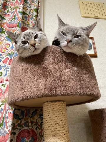 札幌もついに初雪が降りました！_b0340621_15554078.jpeg