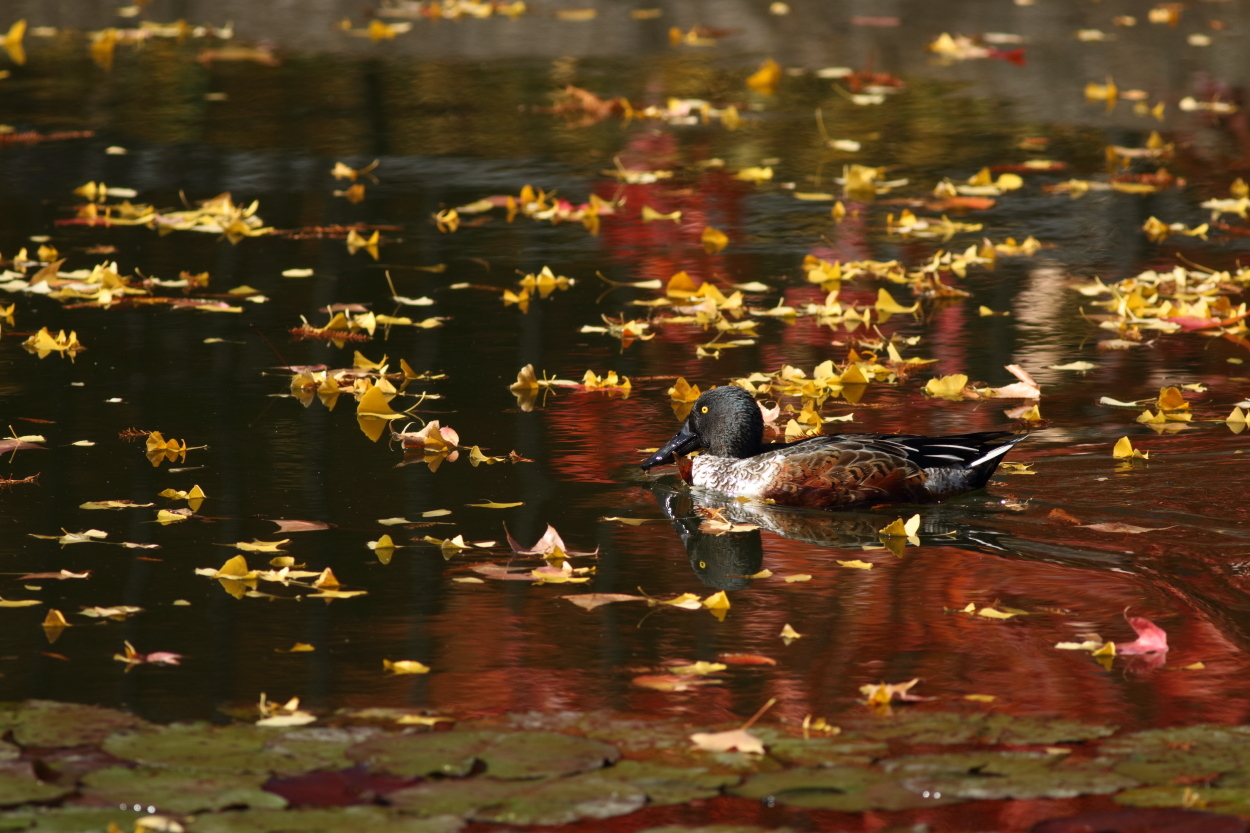 紅葉とカモとオオバン_e0365050_22320405.jpg