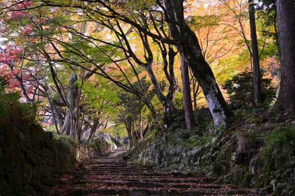 2021年　湖東三山の秋_e0164563_13295514.jpg