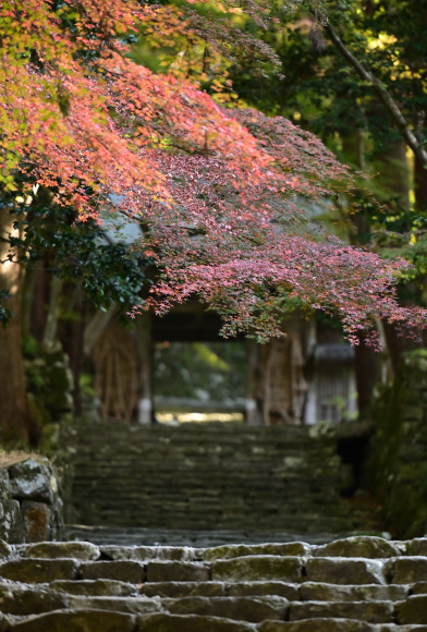 2021年　湖東三山の秋_e0164563_13383875.jpg