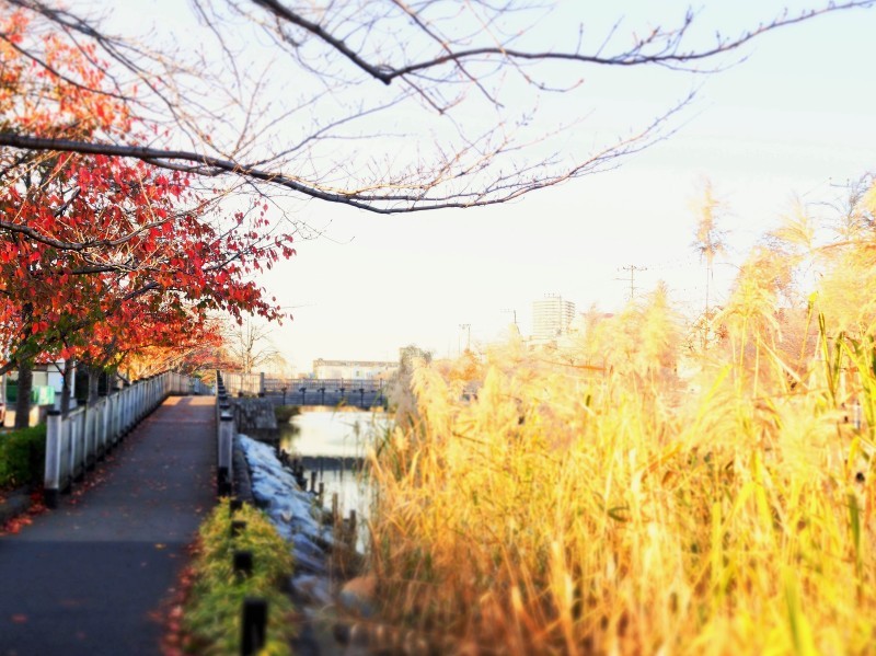 鳥と桜と…。_e0339064_17300057.jpg