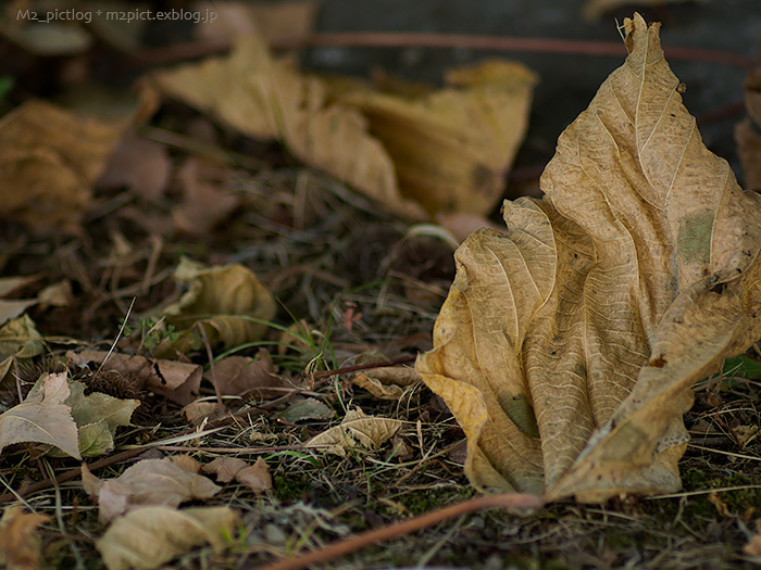 Autumn Leaves_e0097970_22094549.jpg