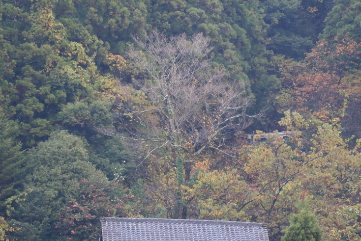 芋炊きと霧の朝_c0358784_23312225.jpg