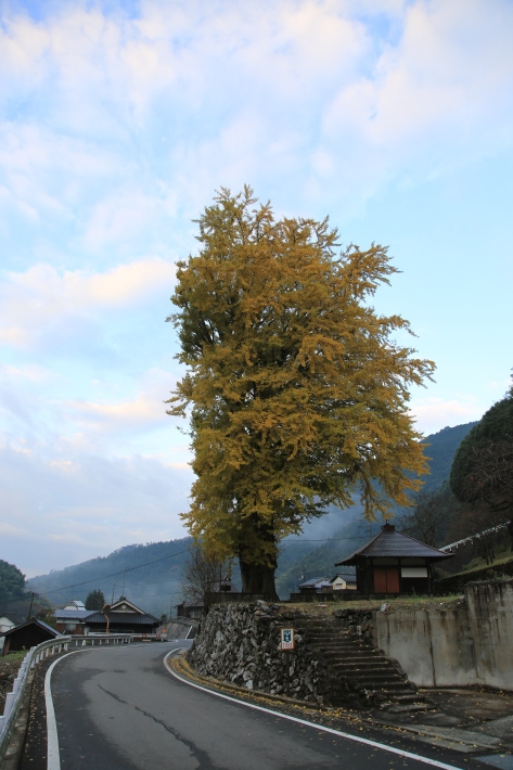 芋炊きと霧の朝_c0358784_23325812.jpg