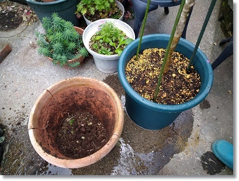 オリーブの木を植えかえる すきな ことに かこまれて