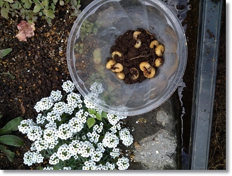 オリーブの木を植えかえる すきな ことに かこまれて
