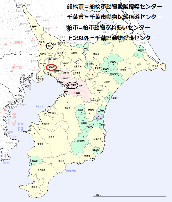 船橋市の猫の処分のこと 青空 お日さま 笑顔