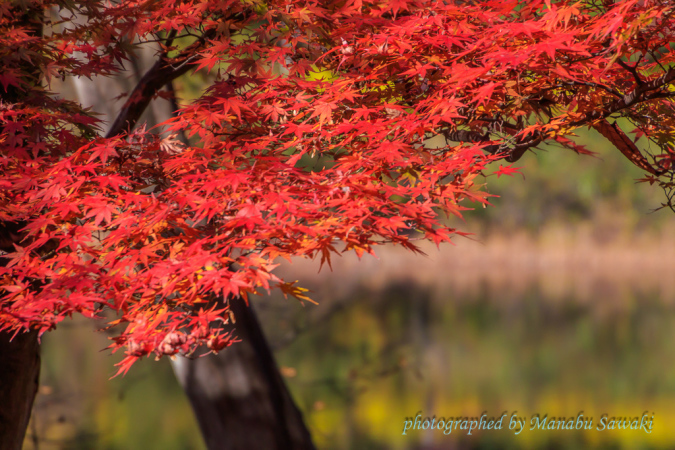 メッツァ、宮沢湖の紅葉_b0010915_18315930.jpg