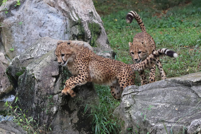 チーター三兄妹！～ザオウとホタカの追いかけっこ（多摩動物公園