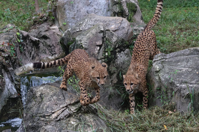 The Wild Animal Park