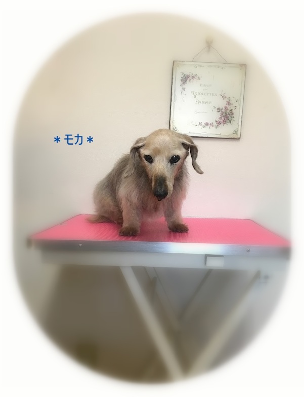 モカくん_a0315823_20124550.jpg