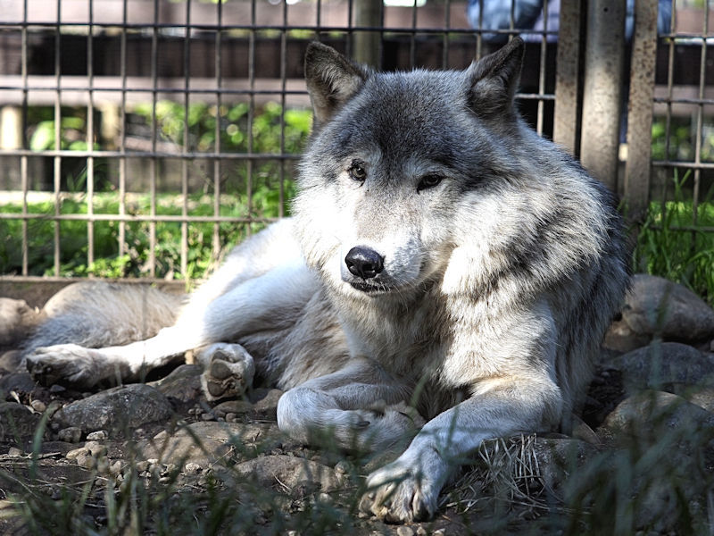 シンリンオオカミのシートンとノンノ : 動物園放浪記 シンリンオオカミのシートンとノンノ : 動物園放浪記