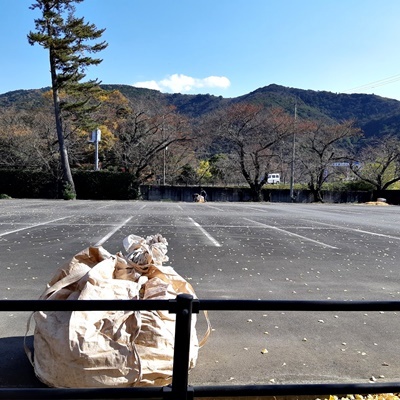 神宮工作所のいちょう_f0129726_18361671.jpg