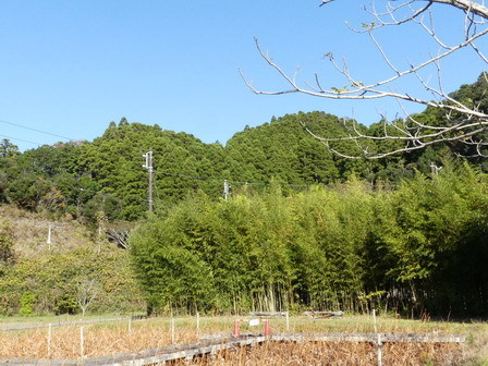 初冬なのか、晩秋なのか?_a0123836_16430027.jpg