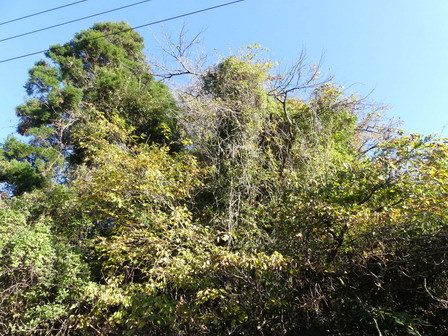初冬なのか、晩秋なのか?_a0123836_16452451.jpg