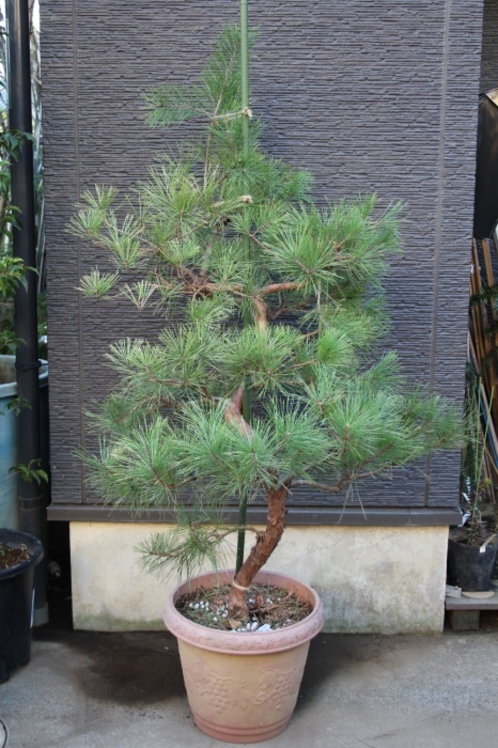 テンモクショウ 天目松 枝垂れ赤松 仕立物 極上品 販売 画像