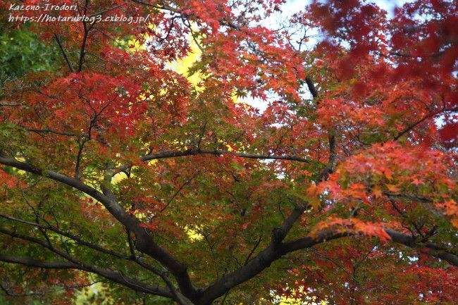 和の彩り　少林山達磨寺　＃３　_c0405449_17144979.jpg