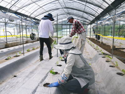 熊本産!匠の高級マスクメロン 令和3年12月上旬からの出荷に向け先行予約受付開始!2色の果肉の販売です_a0254656_18554185.jpg