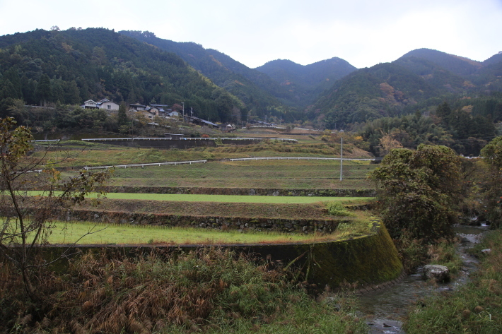 コウテイダリア_c0358784_22225469.jpg
