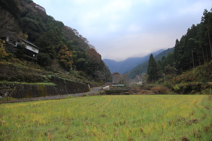 コウテイダリア_c0358784_22261254.jpg
